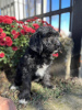 Photo №1. non-pedigree dogs - for sale in the city of Kovilj | negotiated | Announcement № 81234