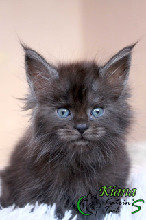 Photo №1. maine coon - for sale in the city of St. Petersburg | 406$ | Announcement № 6483
