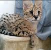 Photo №2 to announcement № 116138 for the sale of savannah cat - buy in United States private announcement, from nursery, from the shelter, breeder