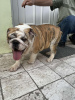 Additional photos: English bulldog, premium puppy