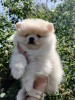 Photo №1. non-pedigree dogs - for sale in the city of Minsk | 189$ | Announcement № 50812