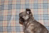 Photo №1. chihuahua - for sale in the city of Krasnodar | 130$ | Announcement № 83471
