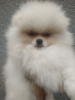 Additional photos: Spitz Pomeranian