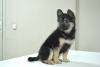 Photo №2 to announcement № 96890 for the sale of non-pedigree dogs - buy in Belarus private announcement
