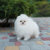 Additional photos: Adorable Pomeranian puppies