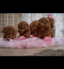 Photo №2 to announcement № 105762 for the sale of poodle (toy) - buy in Serbia 