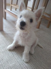 Photo №2 to announcement № 67944 for the sale of west highland white terrier - buy in Bulgaria 