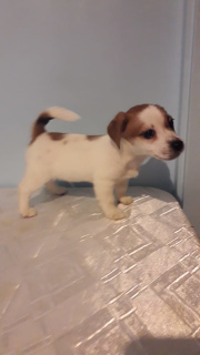 Photo №2 to announcement № 2723 for the sale of jack russell terrier - buy in Russian Federation breeder