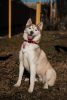 Photo №2 to announcement № 119167 for the sale of siberian husky - buy in Russian Federation 