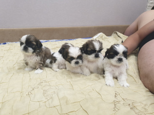 Additional photos: I will sell puppies available 5 girls and 1 boy