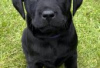 Photo №2 to announcement № 126949 for the sale of labrador retriever - buy in Germany private announcement