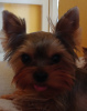 Photo №1. yorkshire terrier - for sale in the city of Литвинов | 430$ | Announcement № 105017