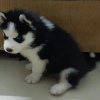 Photo №2 to announcement № 85106 for the sale of siberian husky - buy in Czech Republic private announcement