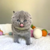 Photo №1. scottish fold - for sale in the city of Kharkov | 211$ | Announcement № 109372