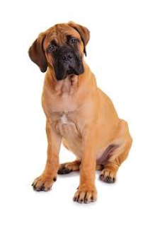Photo №1. bullmastiff - for sale in the city of Minsk | negotiated | Announcement № 6885