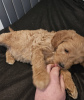 Photo №1. golden retriever - for sale in the city of Franeker | 280$ | Announcement № 87918