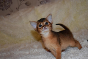Photo №4. I will sell abyssinian cat in the city of Москва.  - price - 311$