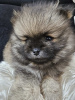 Additional photos: Pomeranian Spitz male puppy