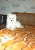 Photo №2 to announcement № 8369 for the sale of german spitz - buy in Russian Federation breeder