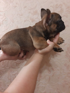 Photo №4. I will sell french bulldog in the city of Kreminna. private announcement - price - 187$