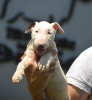 Photo №2 to announcement № 120669 for the sale of bull terrier - buy in Serbia breeder