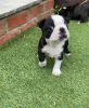 Photo №1. non-pedigree dogs - for sale in the city of Bamberg | Is free | Announcement № 117764