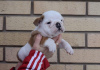 Photo №3. English bulldog puppies. Serbia