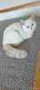 Photo №4. I will sell british shorthair in the city of Kiev. breeder - price - 1500$