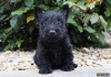 Photo №1. scottish terrier - for sale in the city of Berlin | Is free | Announcement № 125355