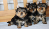 Photo №2 to announcement № 98143 for the sale of yorkshire terrier - buy in Netherlands private announcement