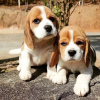 Photo №2 to announcement № 124527 for the sale of beagle - buy in Germany private announcement