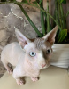 Photo №4. I will sell sphynx-katze in the city of Yaroslavl. from nursery - price - 608$