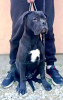 Photo №2 to announcement № 95672 for the sale of cane corso - buy in Serbia 