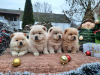 Photo №1. chow chow - for sale in the city of Belgrade | negotiated | Announcement № 125054