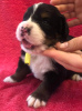 Photo №1. bernese mountain dog - for sale in the city of Penza | negotiated | Announcement № 10740