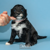 Photo №4. I will sell portuguese water dog in the city of Evora. breeder - price - negotiated