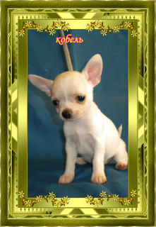 Photo №1. chihuahua - for sale in the city of Naberezhnye Chelny | 137$ | Announcement № 2992