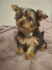 Additional photos: Yorkie puppy.