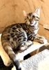 Photo №1. bengal cat - for sale in the city of White church | 600$ | Announcement № 9563