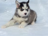 Photo №2 to announcement № 9373 for the sale of siberian husky - buy in Russian Federation from nursery