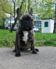 Photo №1. french bulldog - for sale in the city of Москва | 966$ | Announcement № 19728