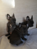 Photo №1. french bulldog - for sale in the city of Дортмунд | 370$ | Announcement № 108111