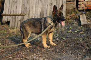 Photo №3. German shepherd pp with pedigree rkf. Russian Federation