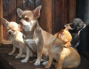 Photo №2 to announcement № 7788 for the sale of chihuahua - buy in Ukraine 