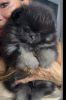 Photo №1. pomeranian - for sale in the city of Belgrade | negotiated | Announcement № 115024