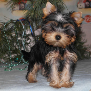 Photo №2 to announcement № 3073 for the sale of yorkshire terrier - buy in Russian Federation from nursery