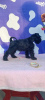 Photo №2 to announcement № 69160 for the sale of schnauzer - buy in Serbia breeder