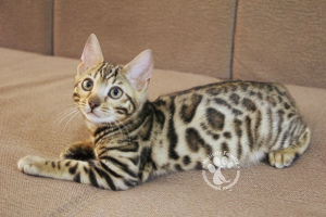 Photo №2 to announcement № 3489 for the sale of bengal cat - buy in Russian Federation from nursery, breeder