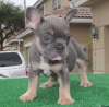 Photo №1. french bulldog - for sale in the city of Geneva | Is free | Announcement № 19448
