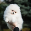 Additional photos: Pomeranian puppies